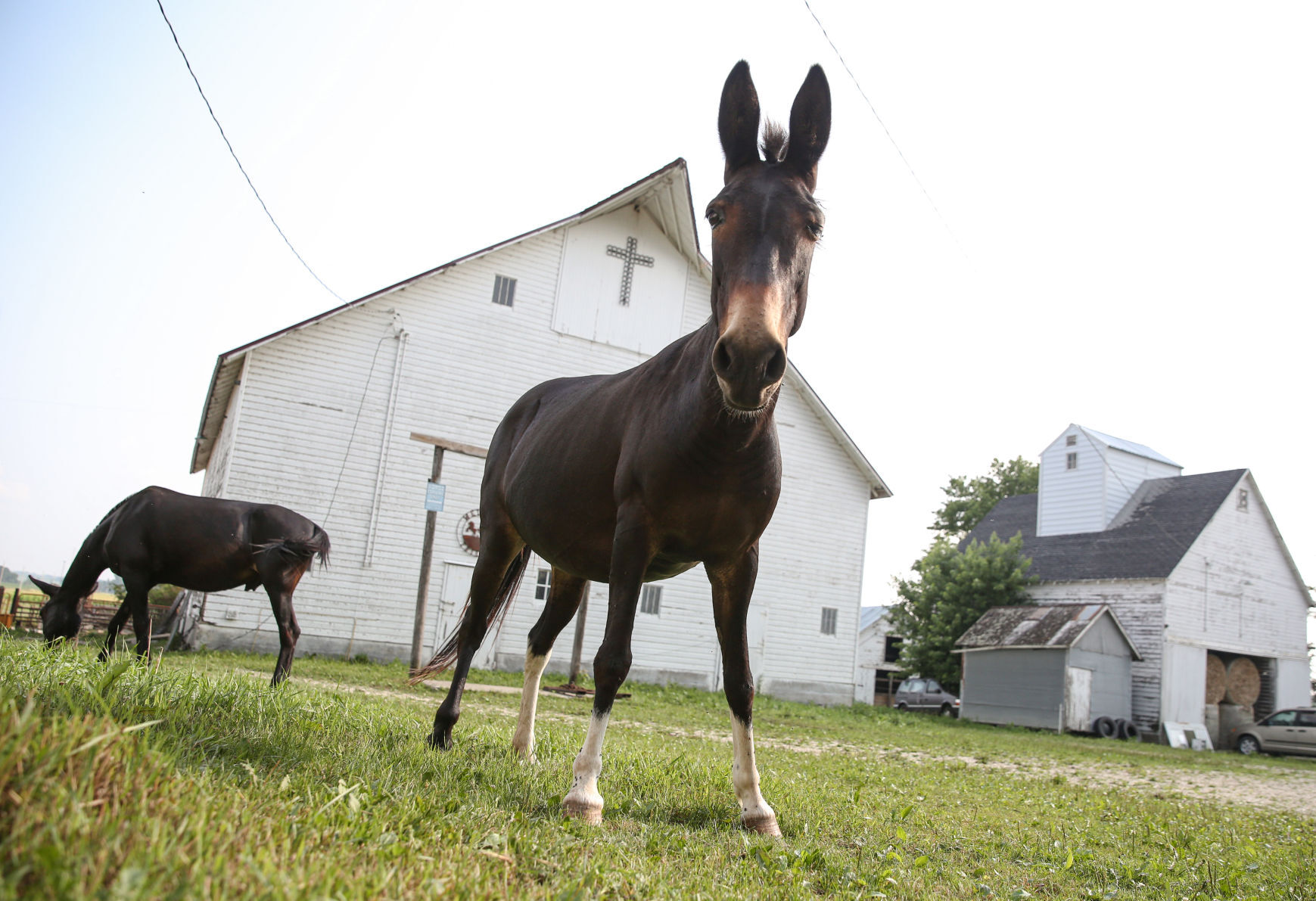 Reicherts' mules - Sarah